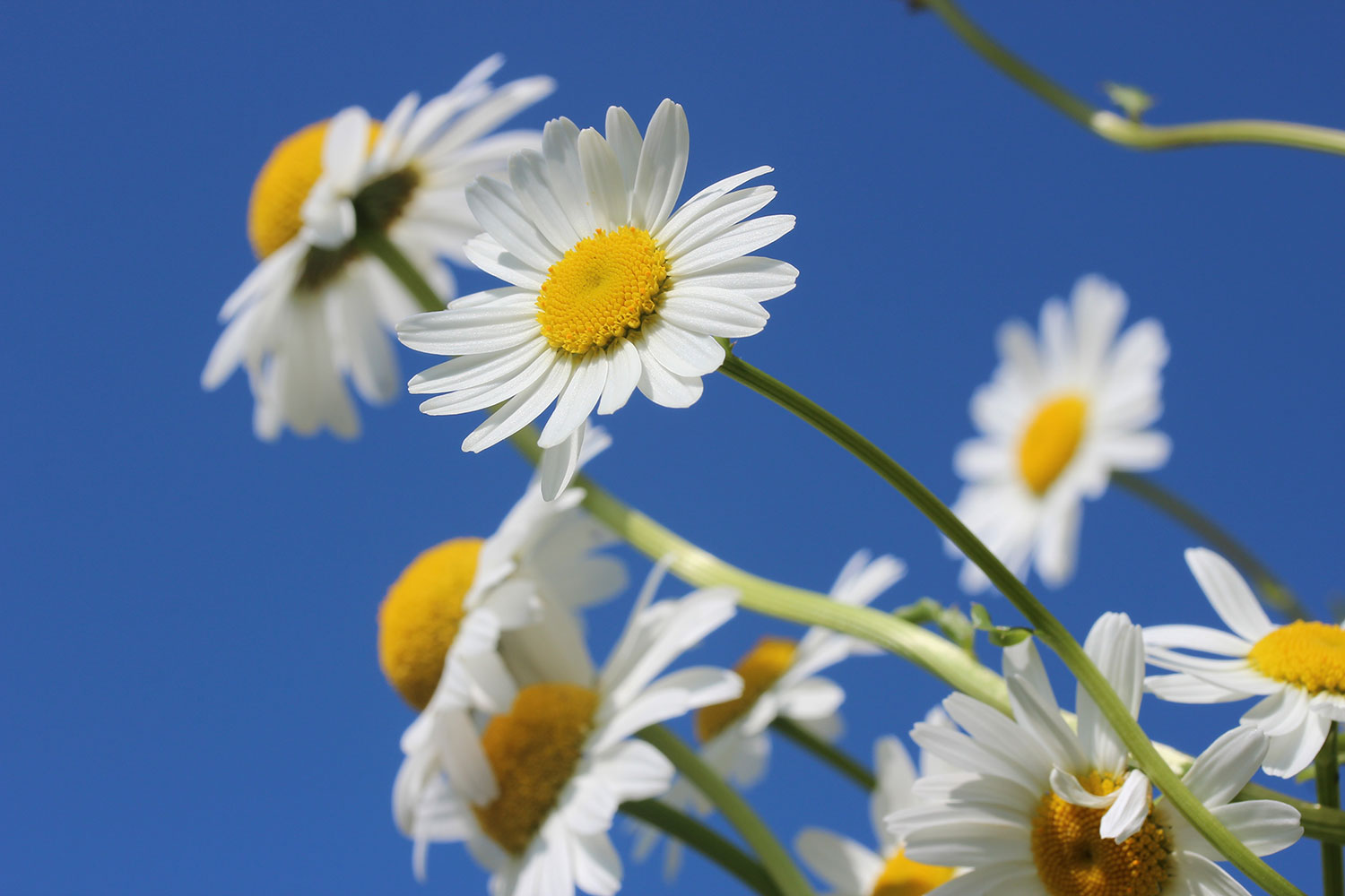 daisies-summer