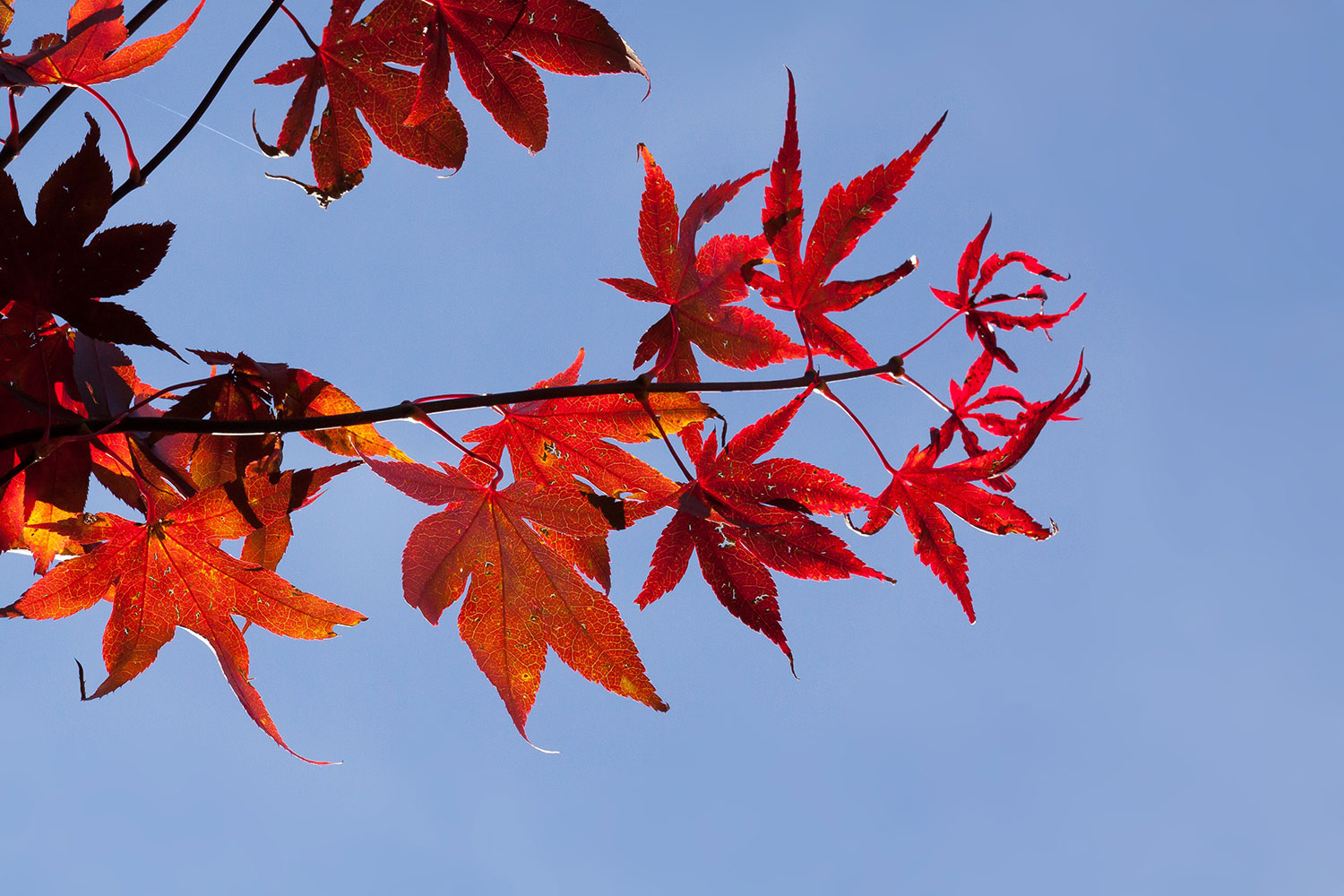 fall