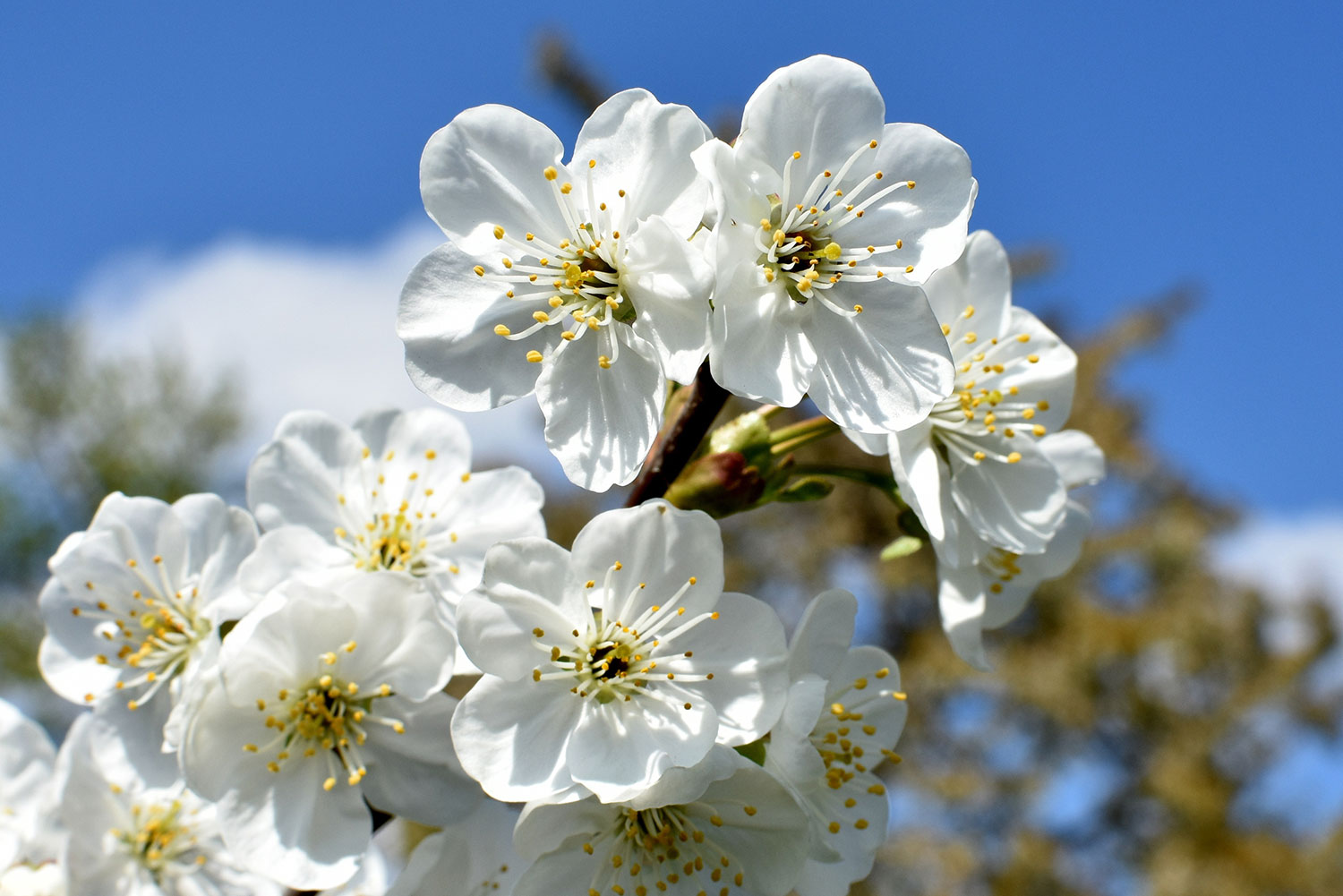 spring-cherries